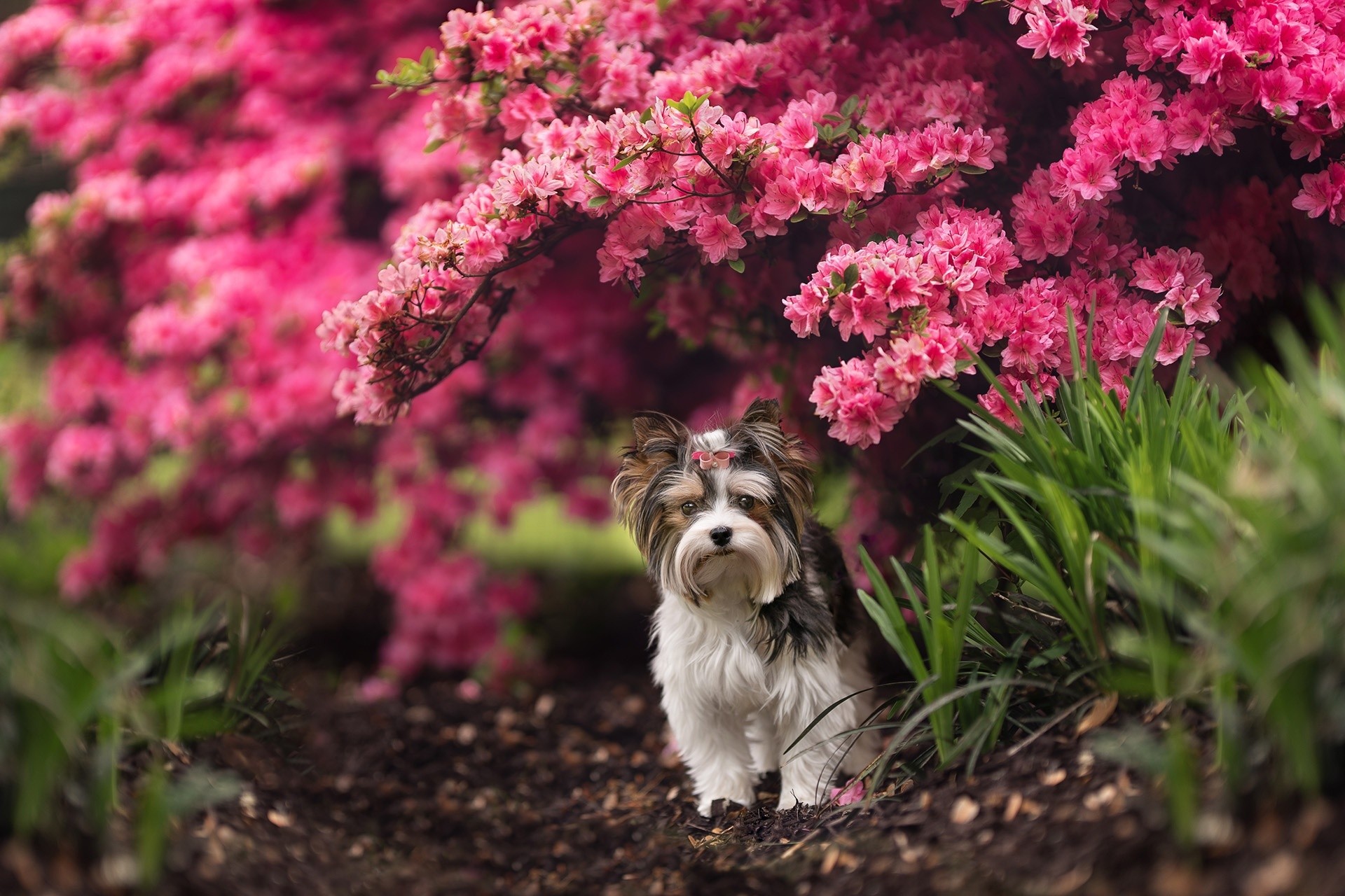 Yorkshire Terrier dog outdoor portrait