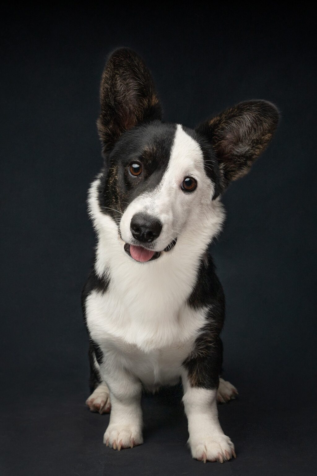 Corgi dog studio portrait