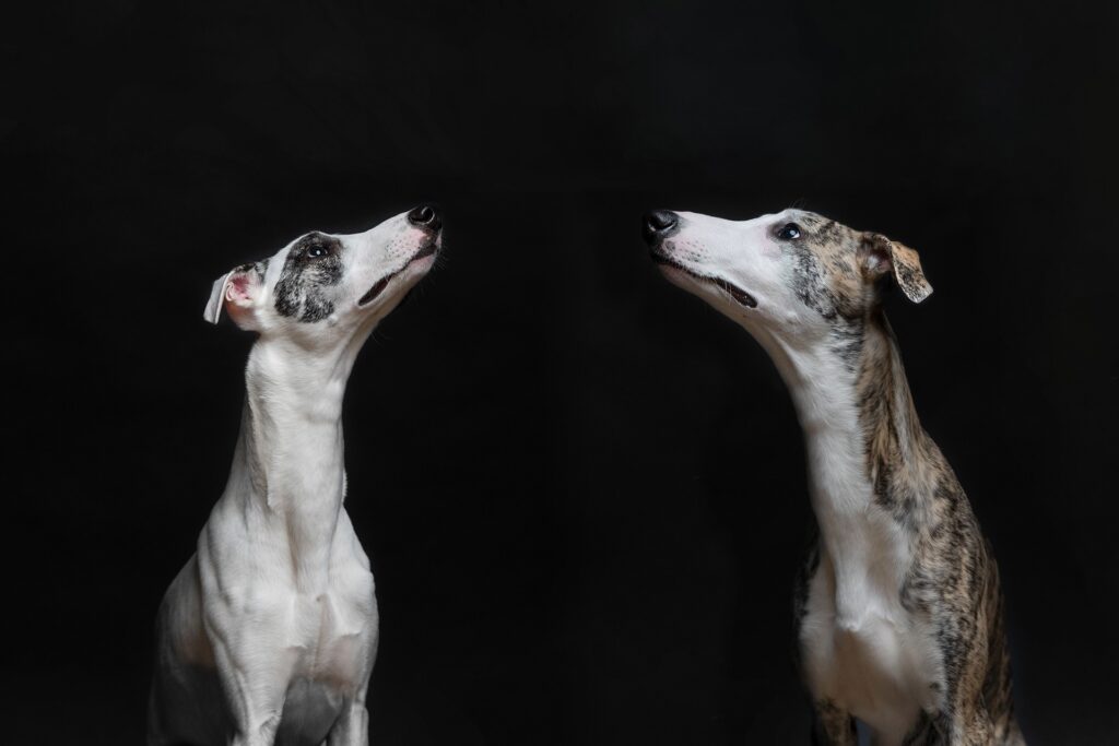 Two whippets dog studio portrait