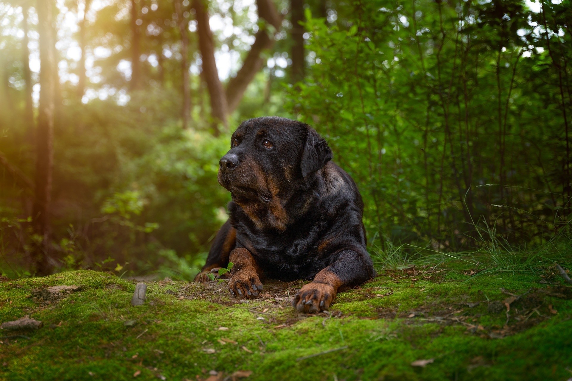 Rottweiler dog outdoor portrait