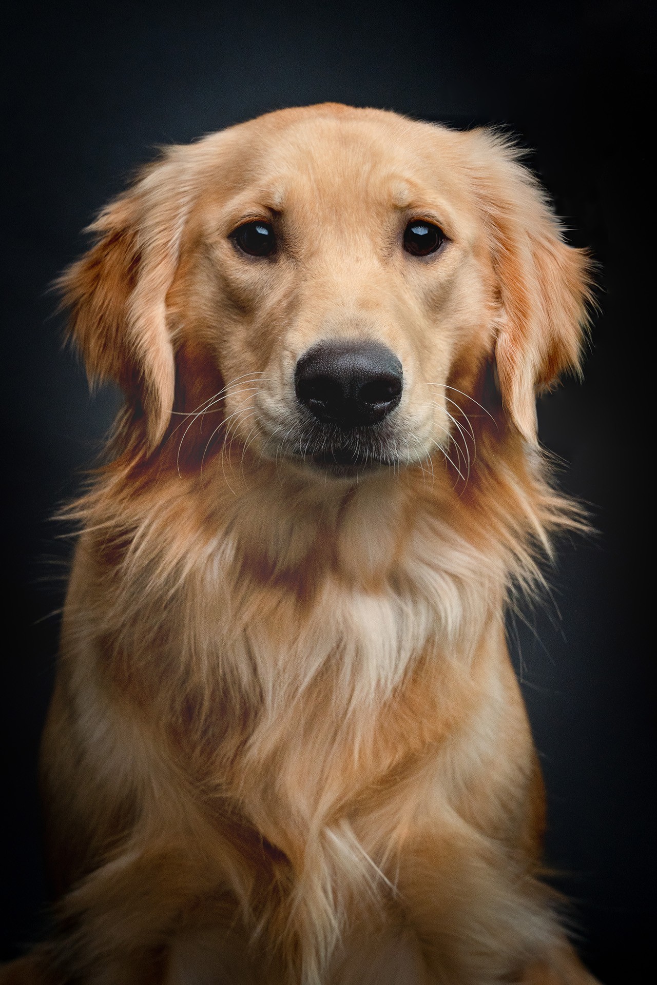 Golden Retriever dog studio portrait