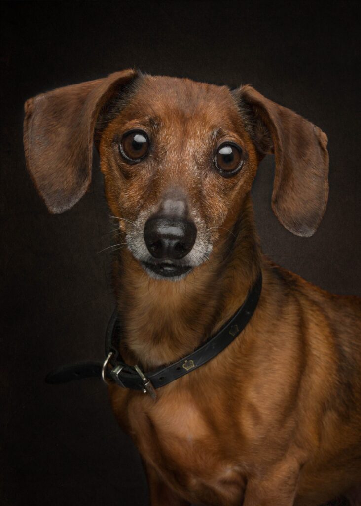 Dachshund dog studio portrait