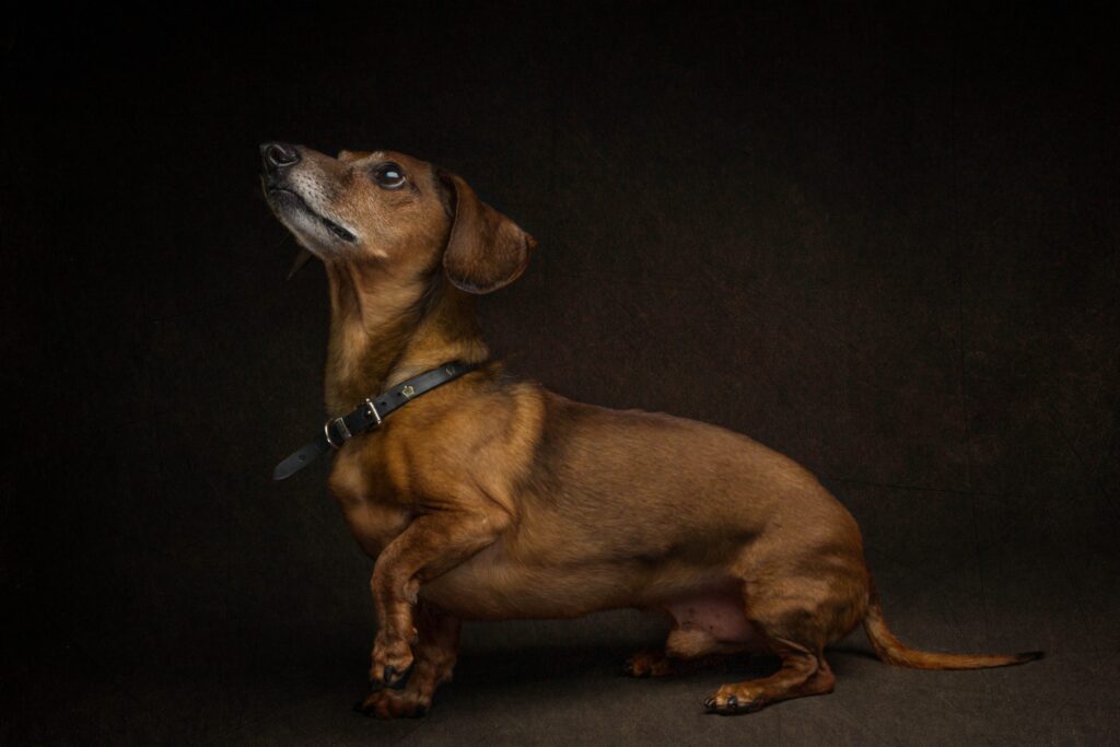 Dachshund dog studio portrait