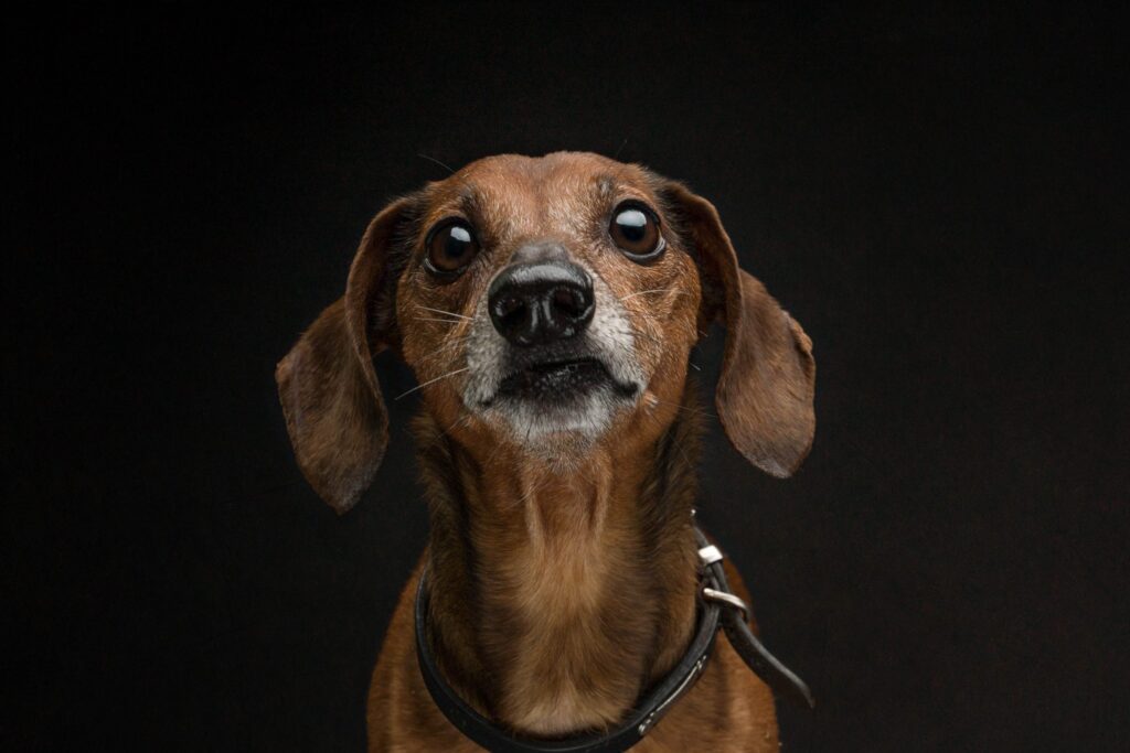 Dachshund dog studio portrait