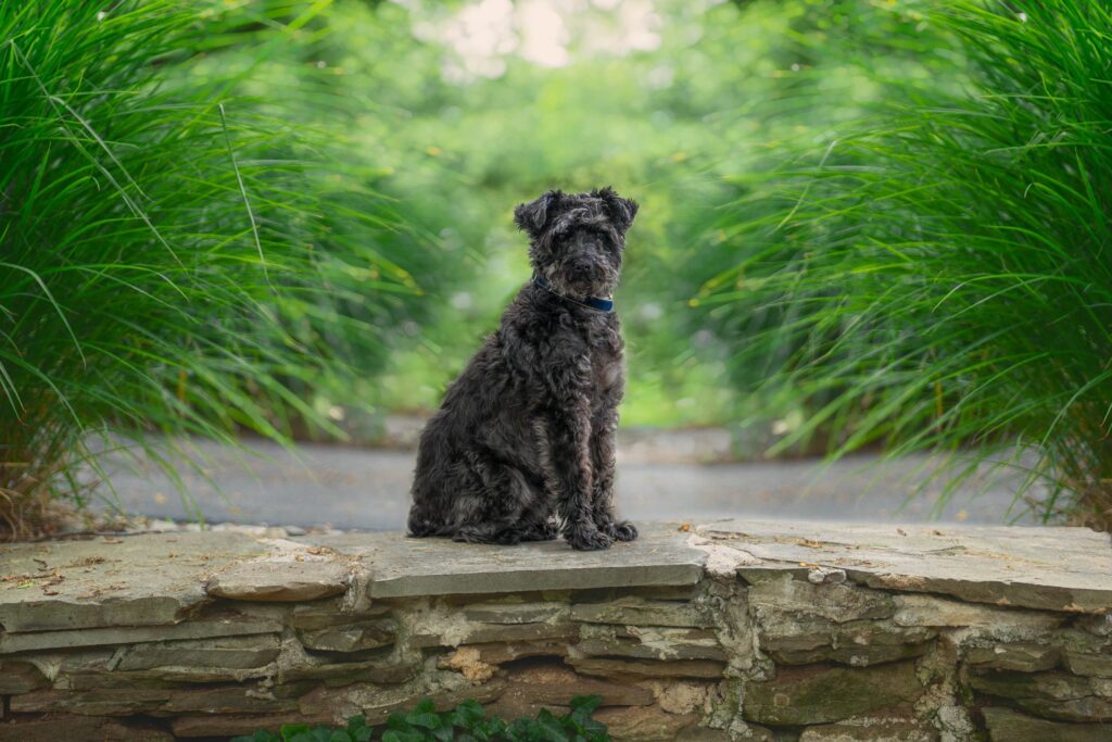 Terrier outdoor portrait