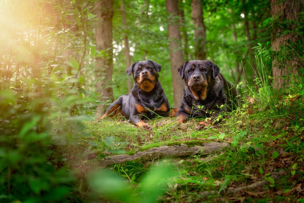 Rottweilers outdoor portrait