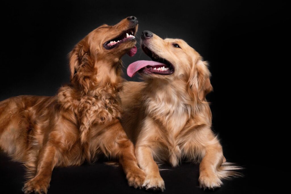 Golden retrievers studio portrait