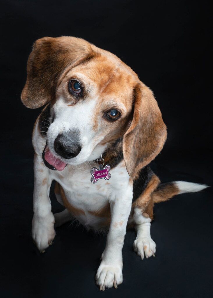 Beagle studio portrait
