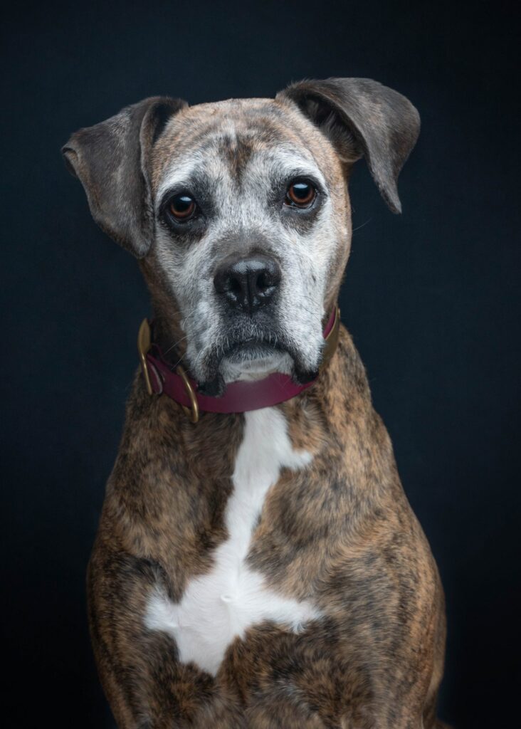 Boxer studio portrait