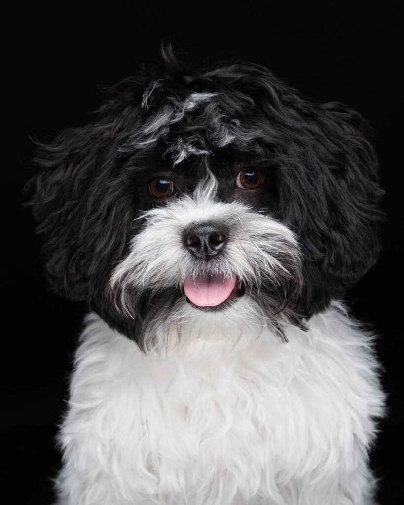 Maltese studio portrait