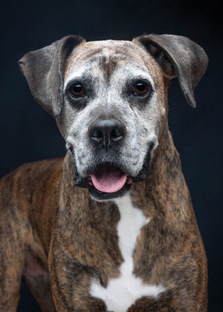 Boxer studio portrait