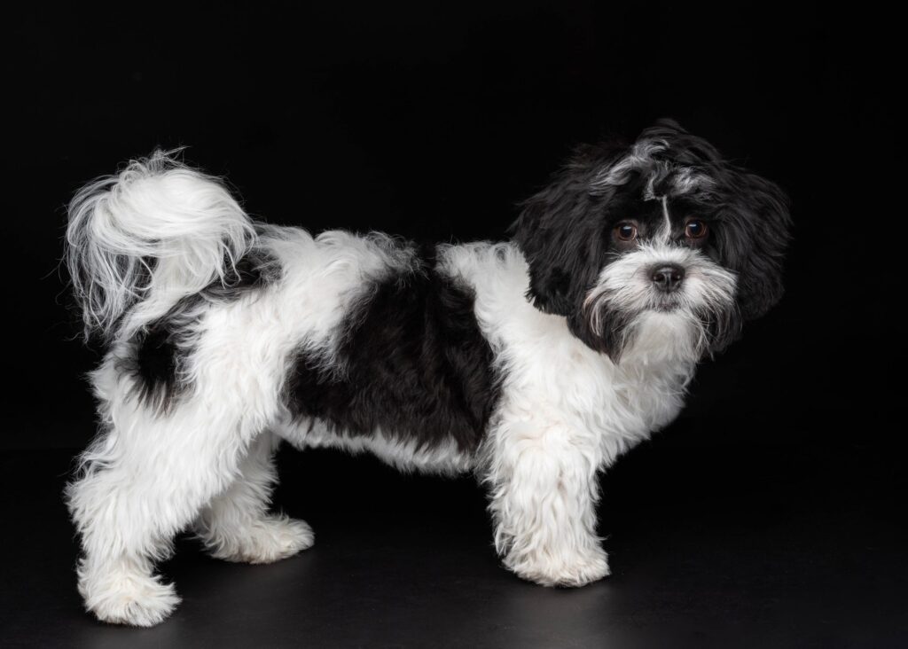Maltese studio portrait