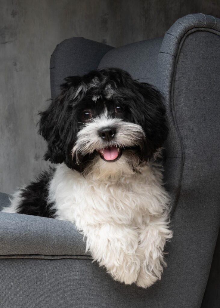 Maltese studio portrait