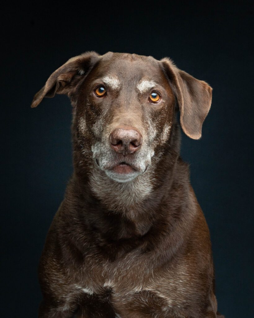 Lab mix studio portrait