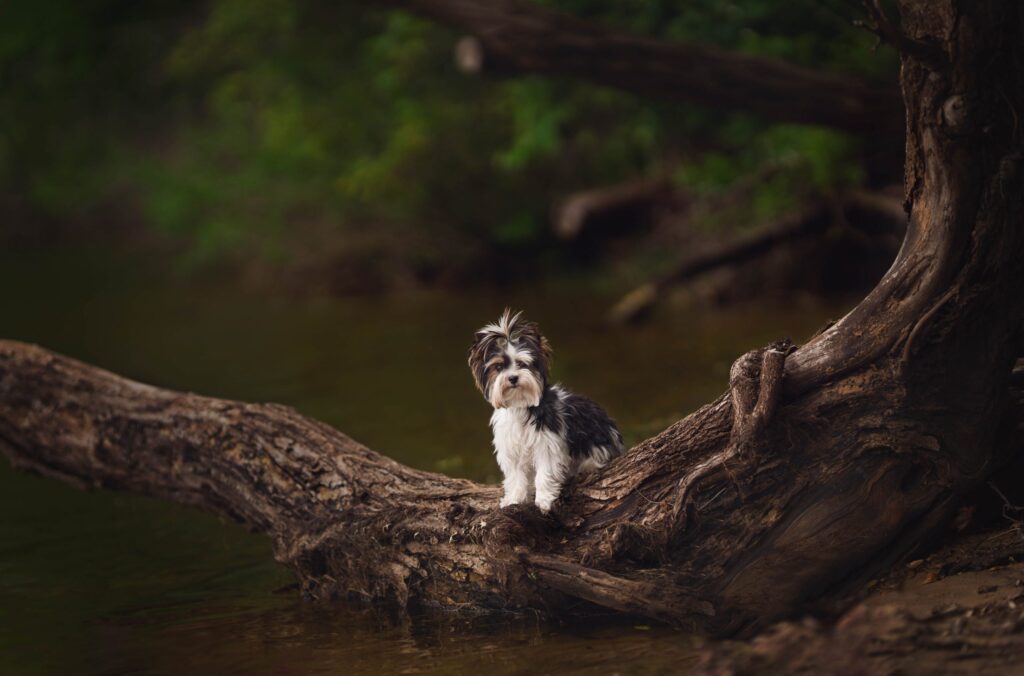Yorkshire terrier outdoor portrait