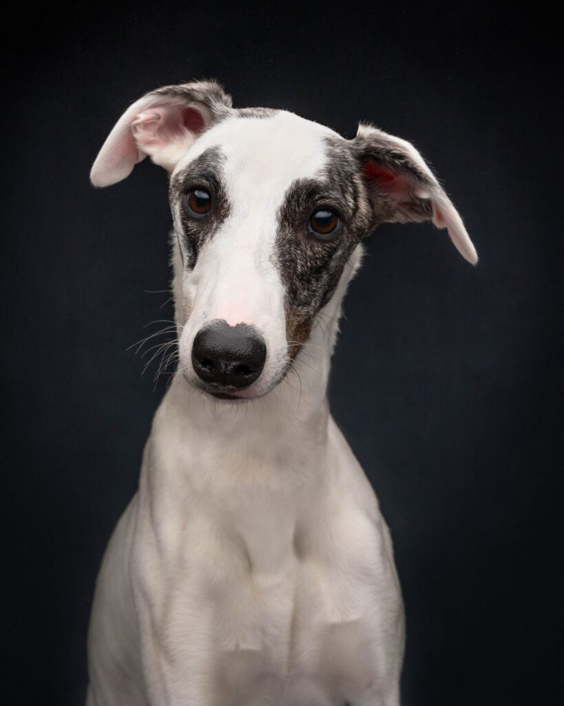 Whippet studio portrait