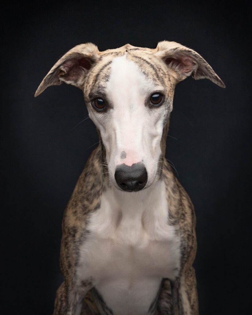 Whippet studio portrait