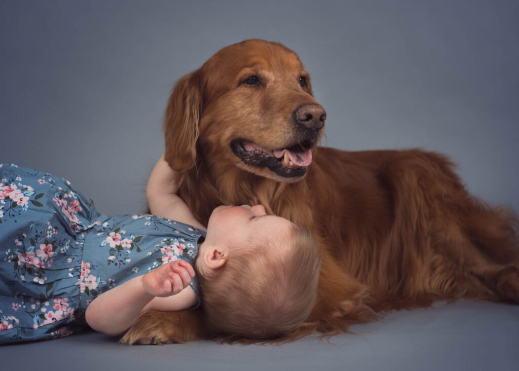 Golden retriever dog and baby studio portrait