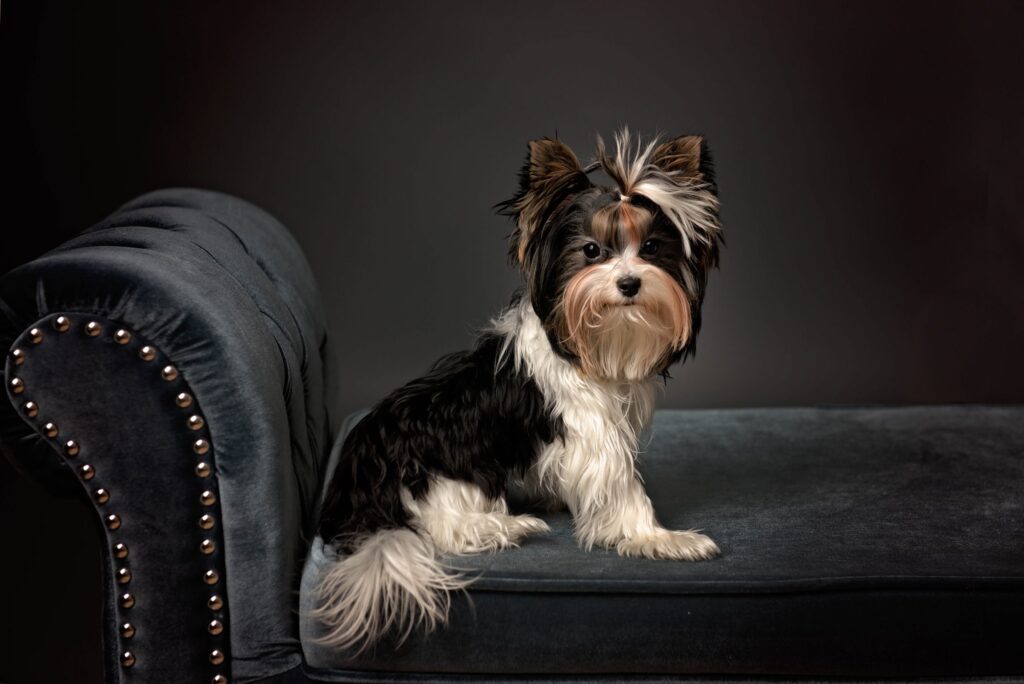 Yorkshire Terrier dog studio portrait