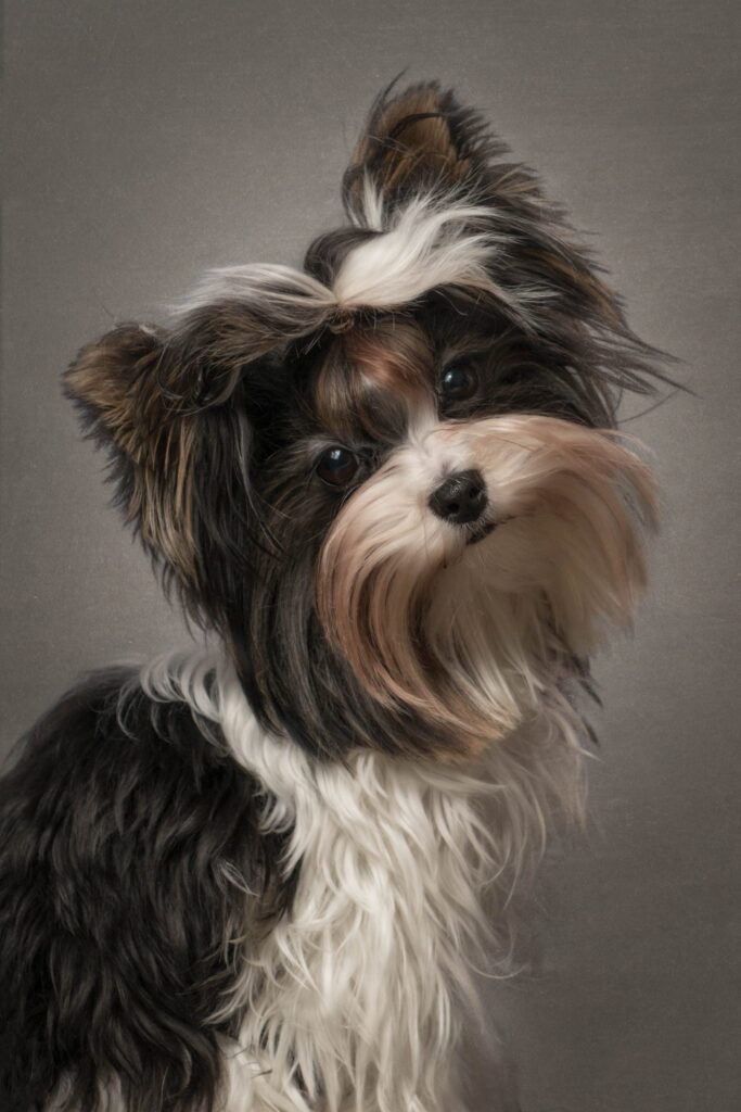 Yorkshire Terrier dog studio portrait